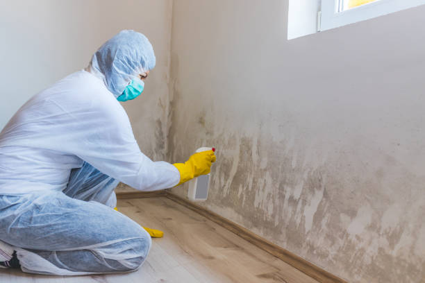 Licensed Mold Inspection service in Clermont, FL - WQB Mold Removal